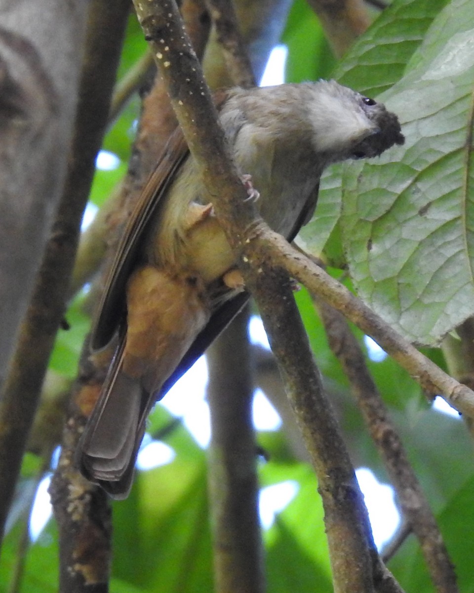 Gray-cheeked Bulbul - ML622802890