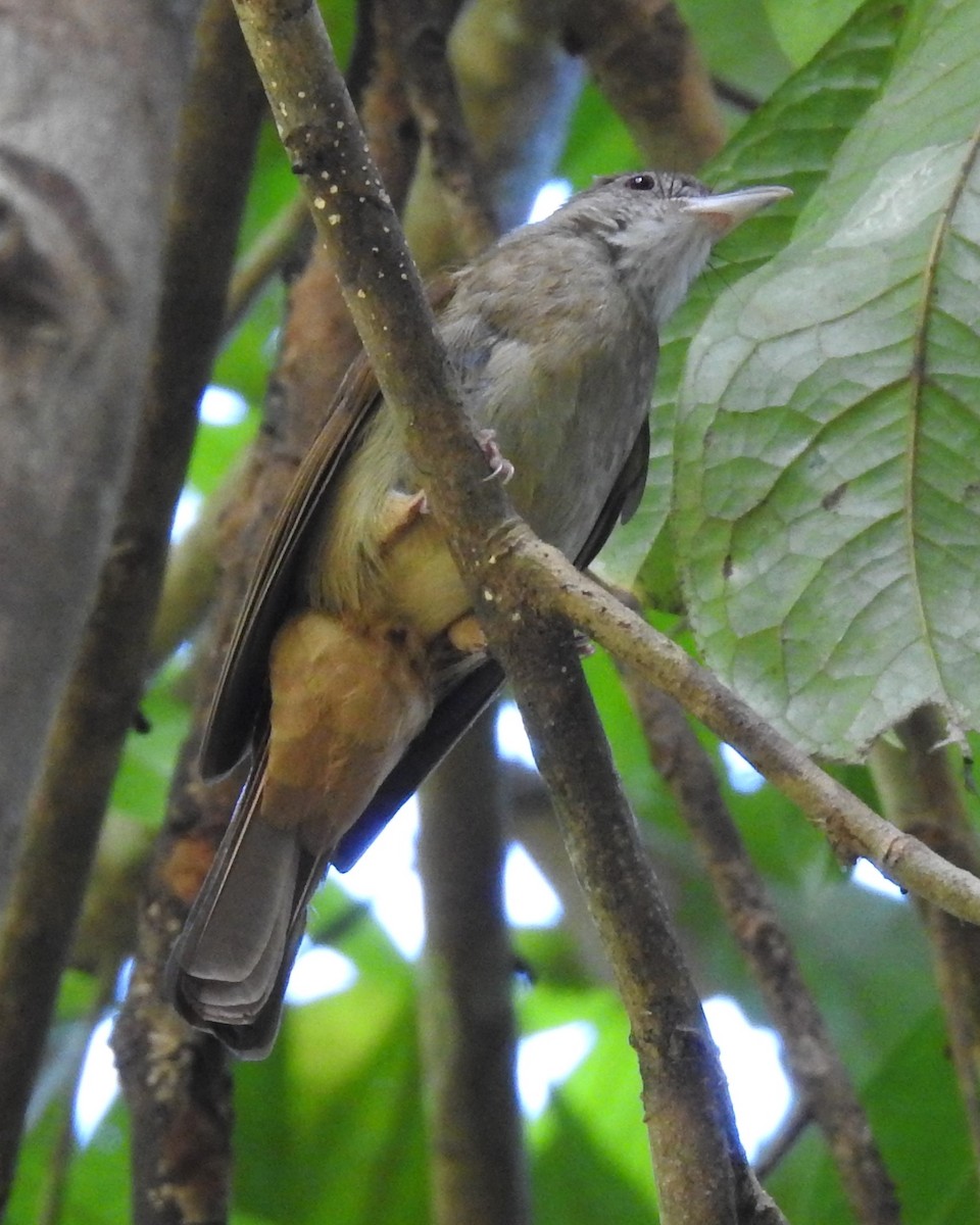 Gray-cheeked Bulbul - ML622802891