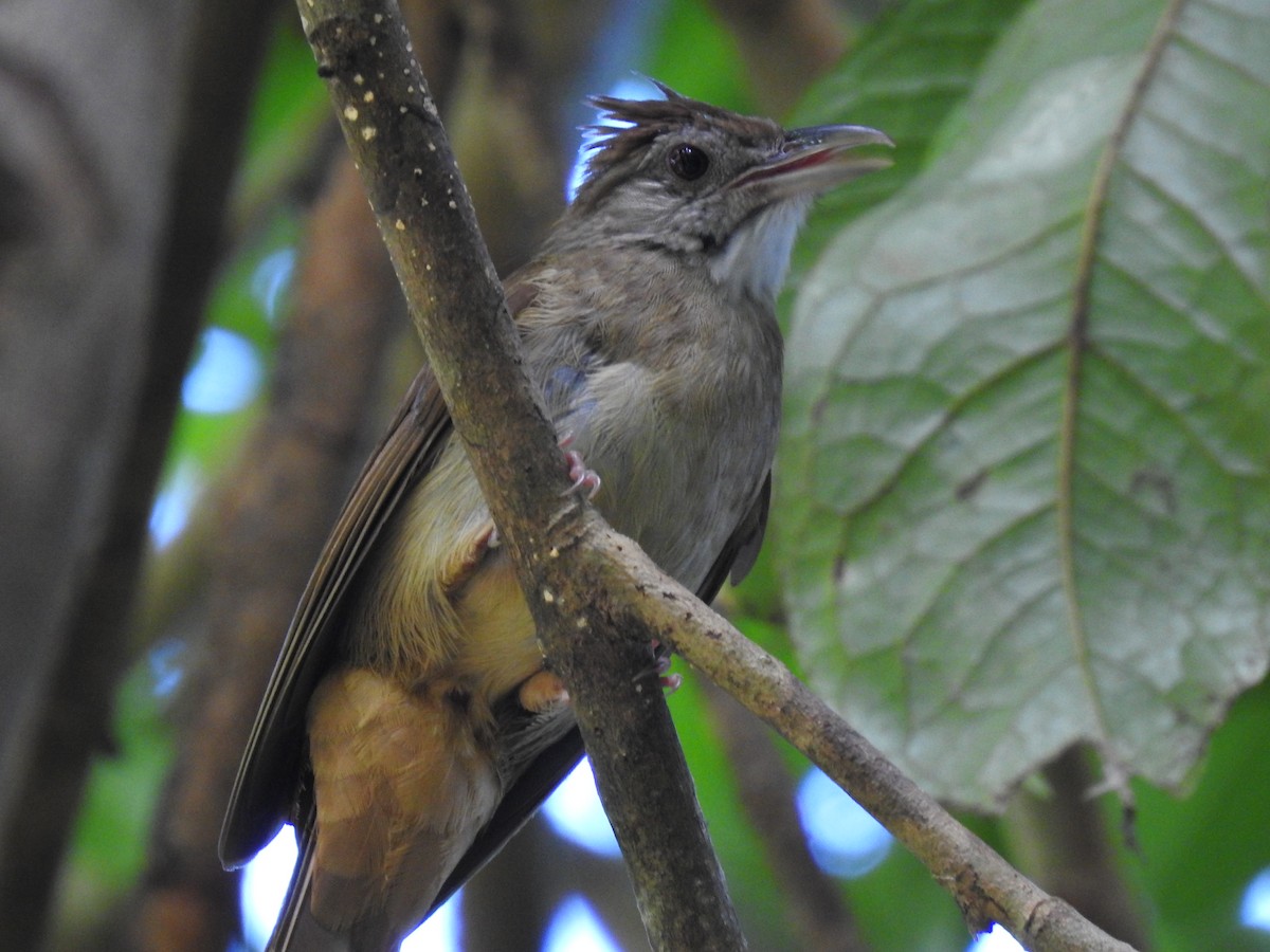 Gray-cheeked Bulbul - Andrew Durso