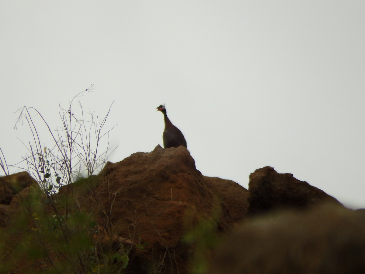 Helmeted Guineafowl - ML622802896