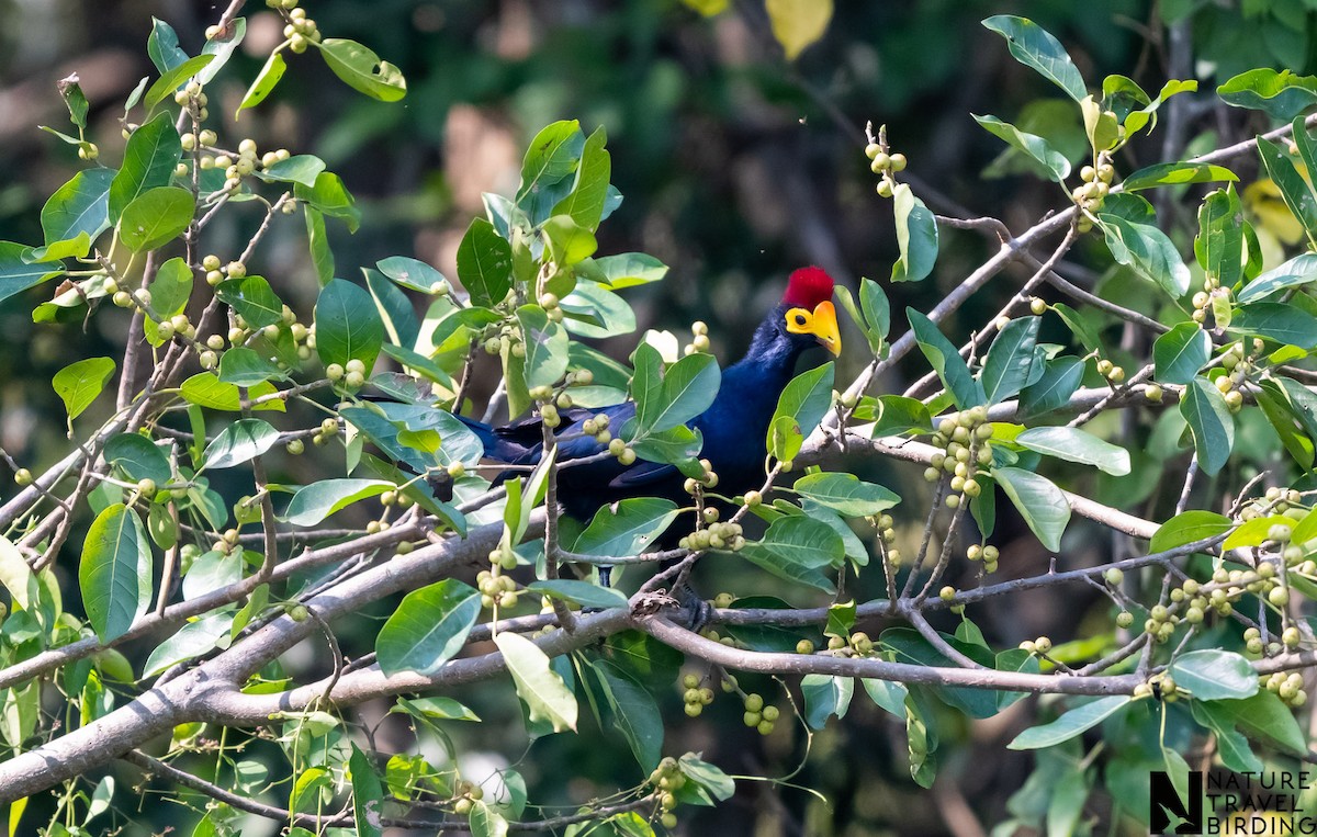 Ross's Turaco - ML622802928