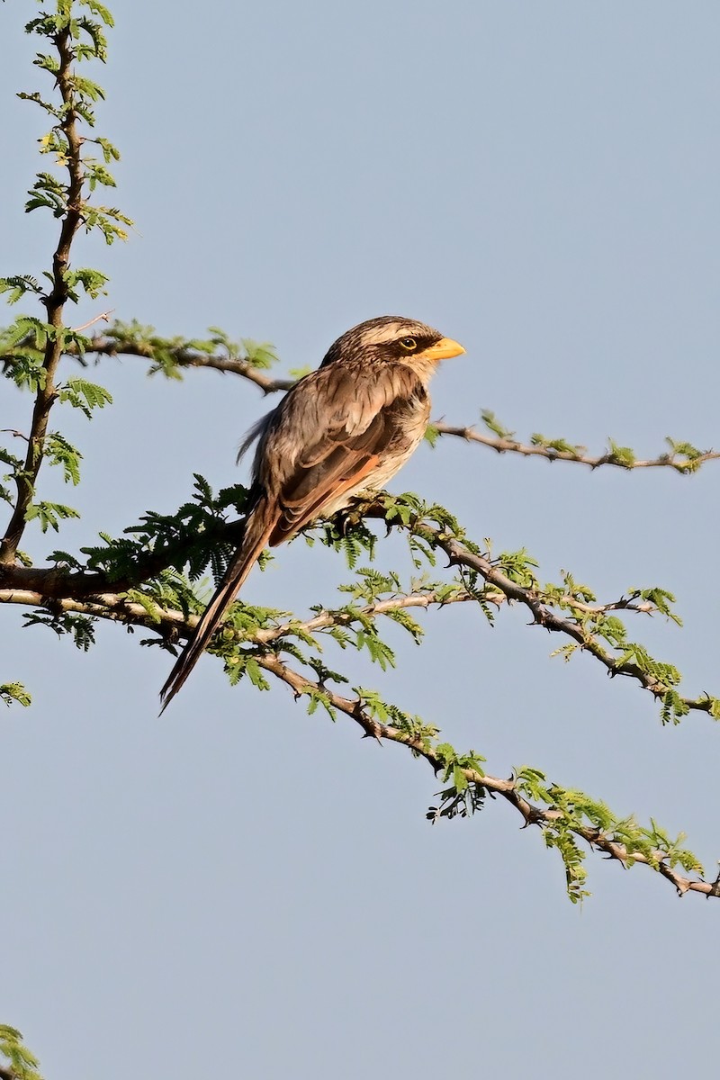 Yellow-billed Shrike - ML622802931