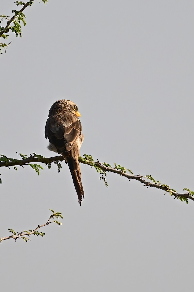 Yellow-billed Shrike - ML622802941