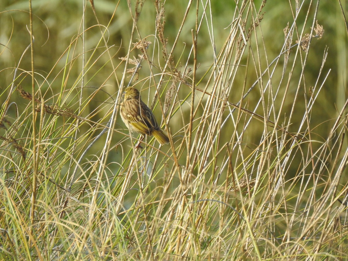 Black-headed Weaver - Duarte Frade