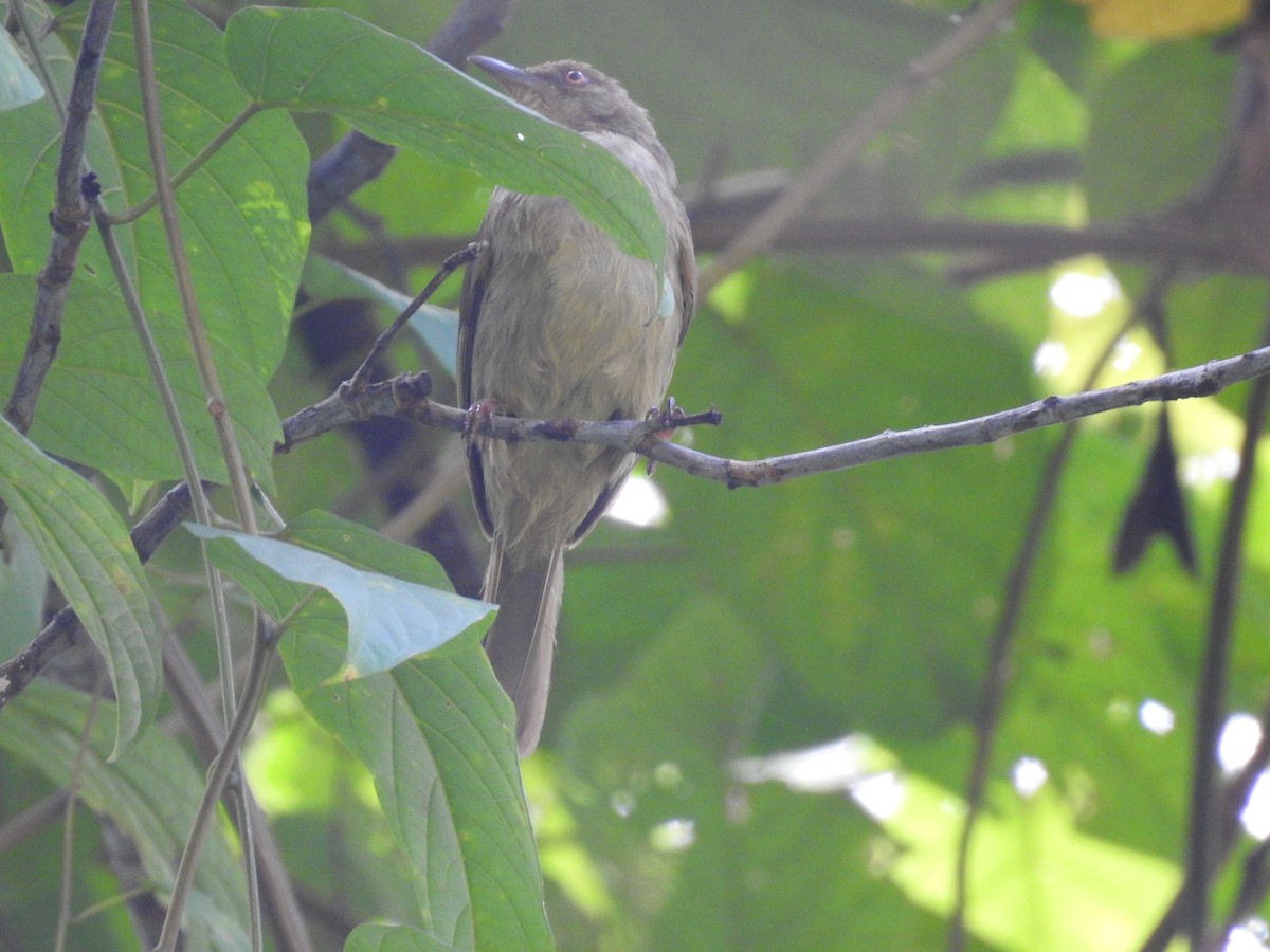 Microtarsus/Rubigula/Pycnonotus sp. - ML622802962