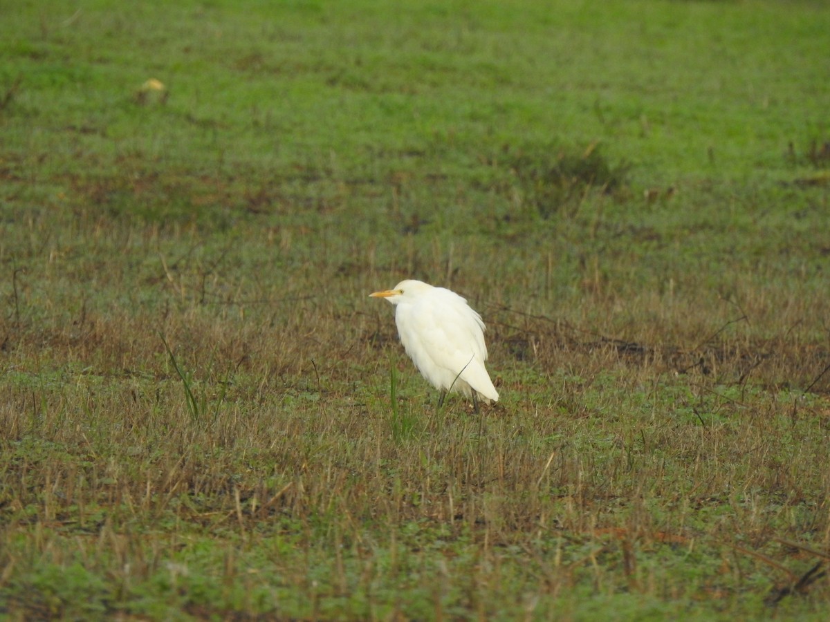 ニシアマサギ - ML622802970