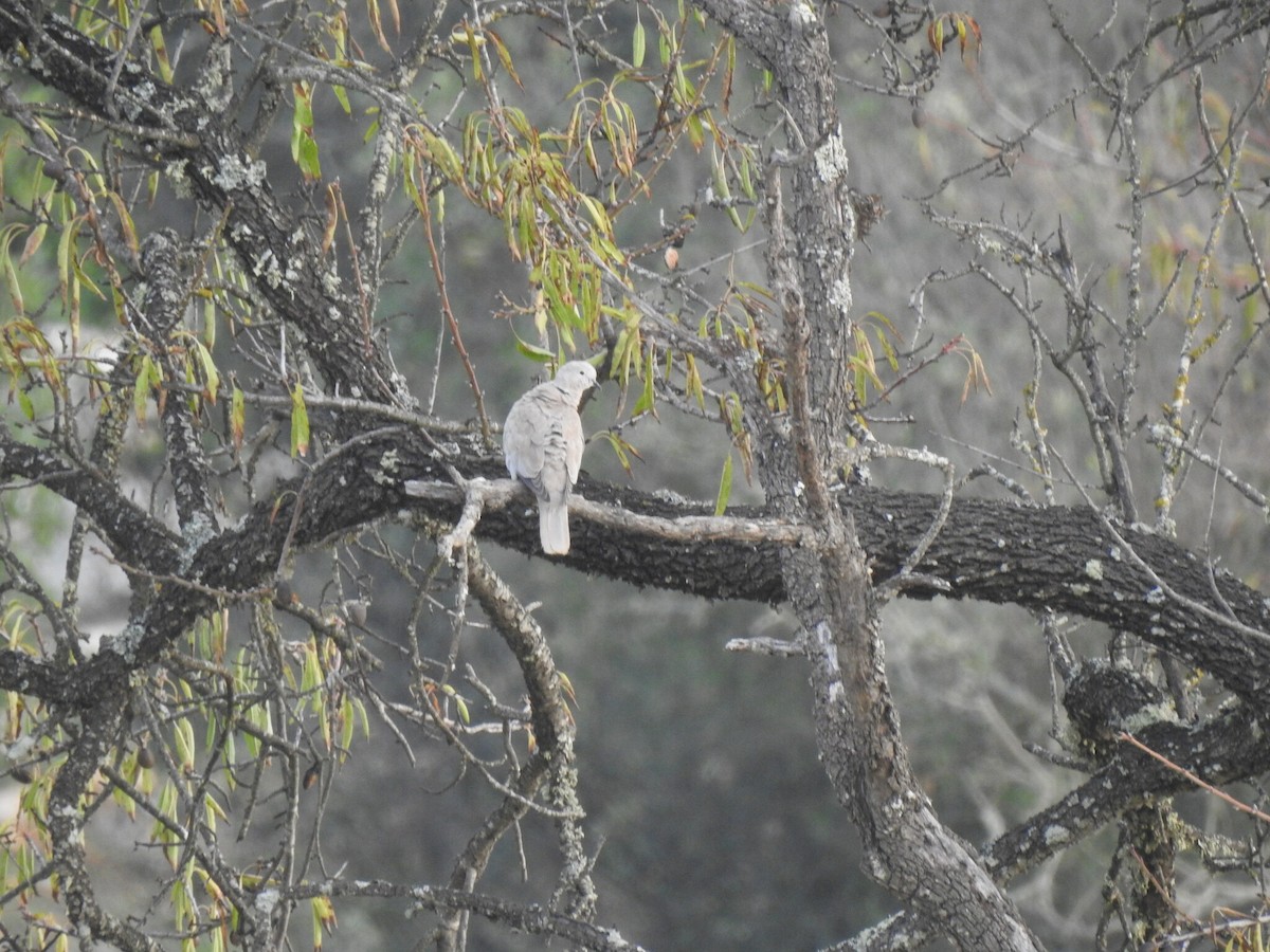 Eurasian Collared-Dove - Duarte Frade