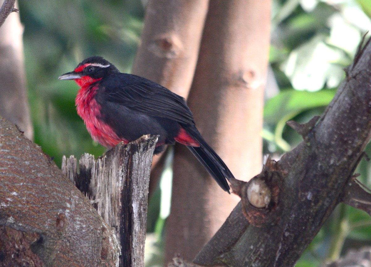 Flame-throated Warbler - ML622802972