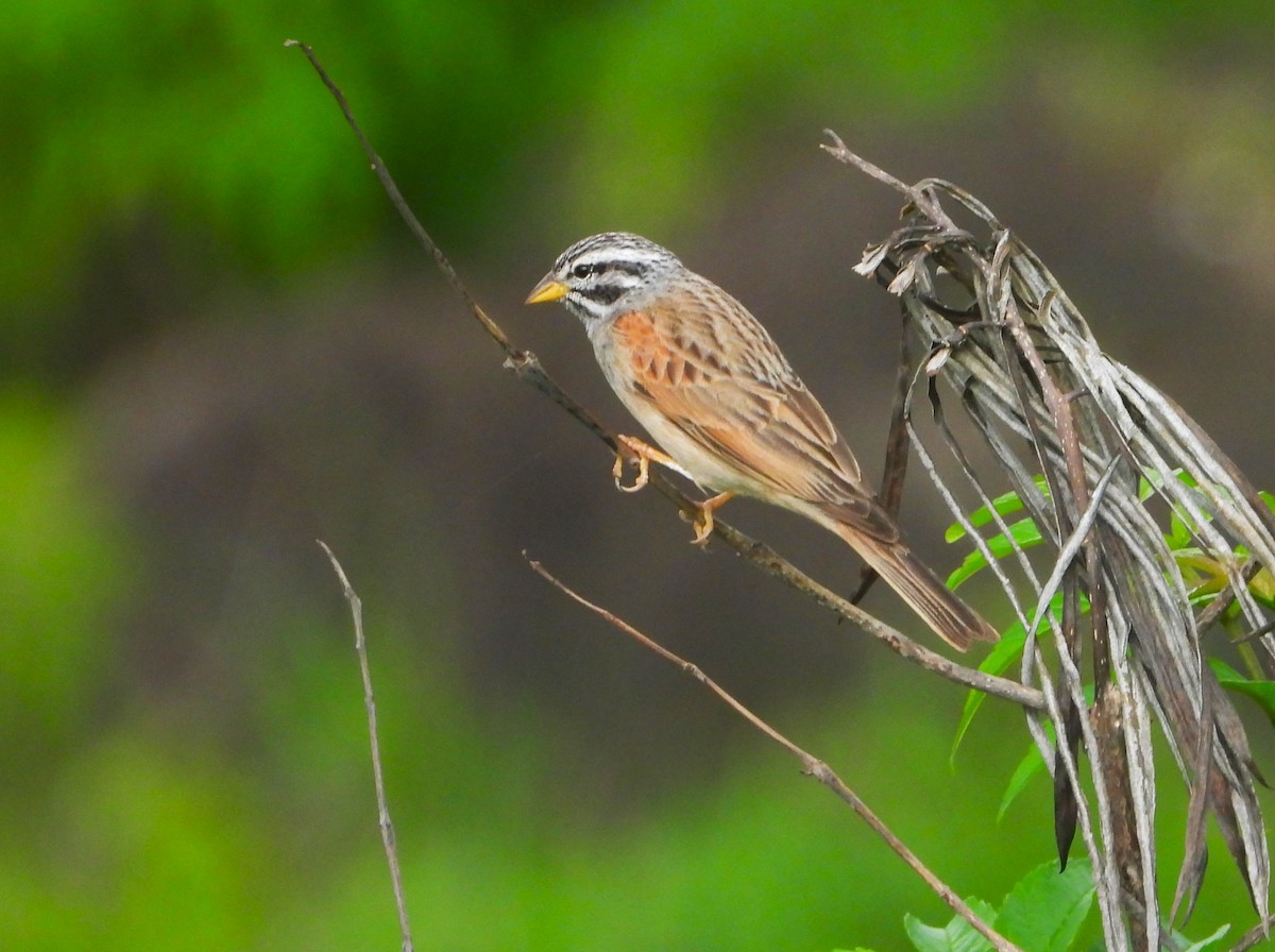 Striolated Bunting - dhanapal kondasamy