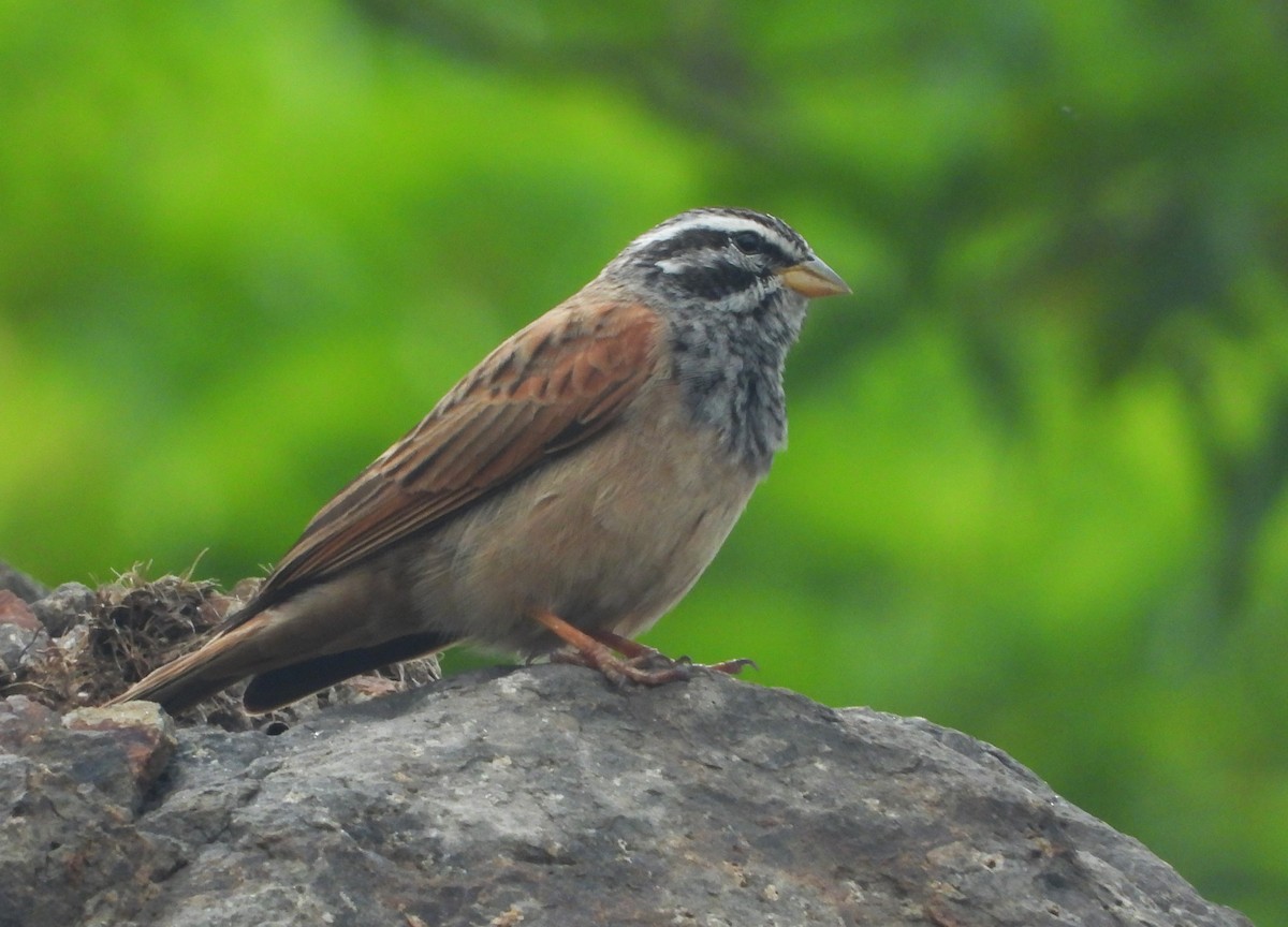 Striolated Bunting - ML622802990