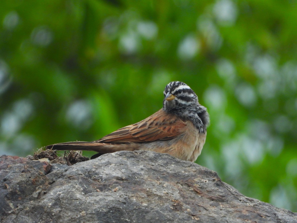 Striolated Bunting - ML622802991