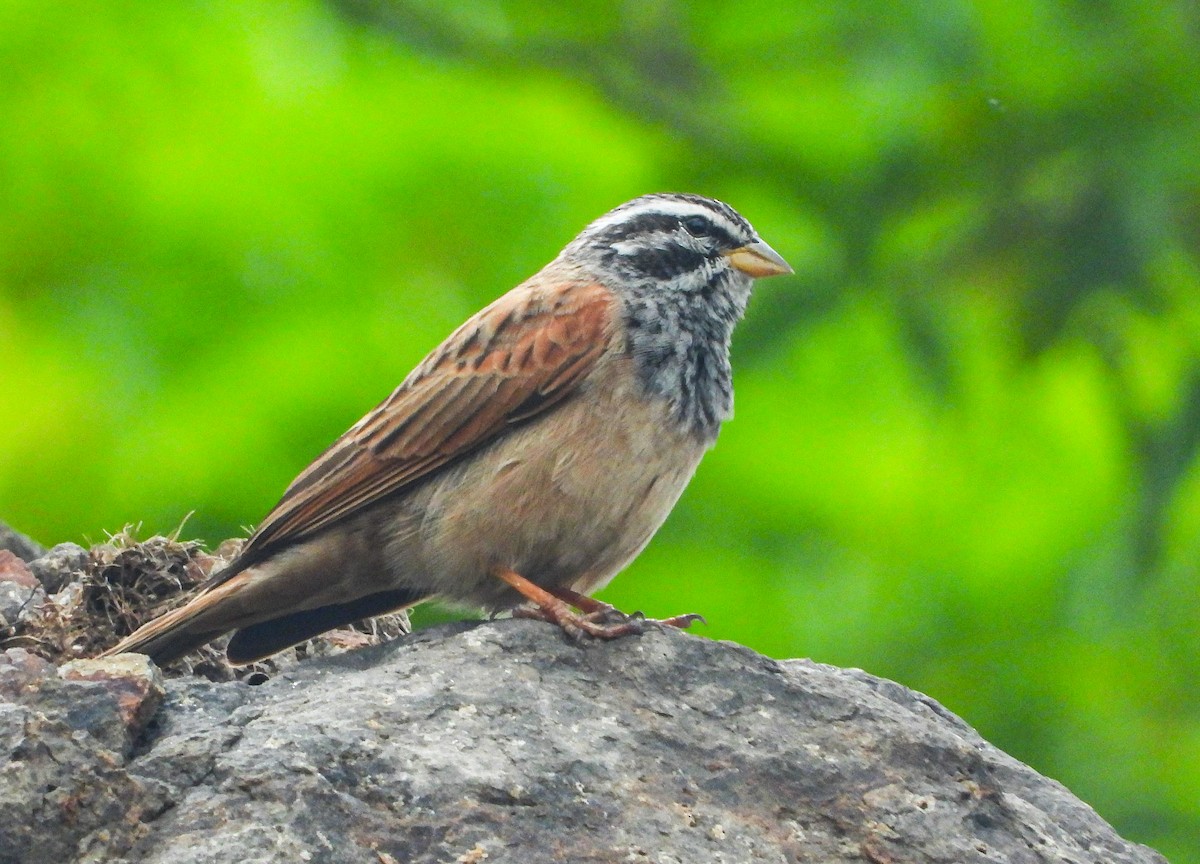 Striolated Bunting - ML622802992