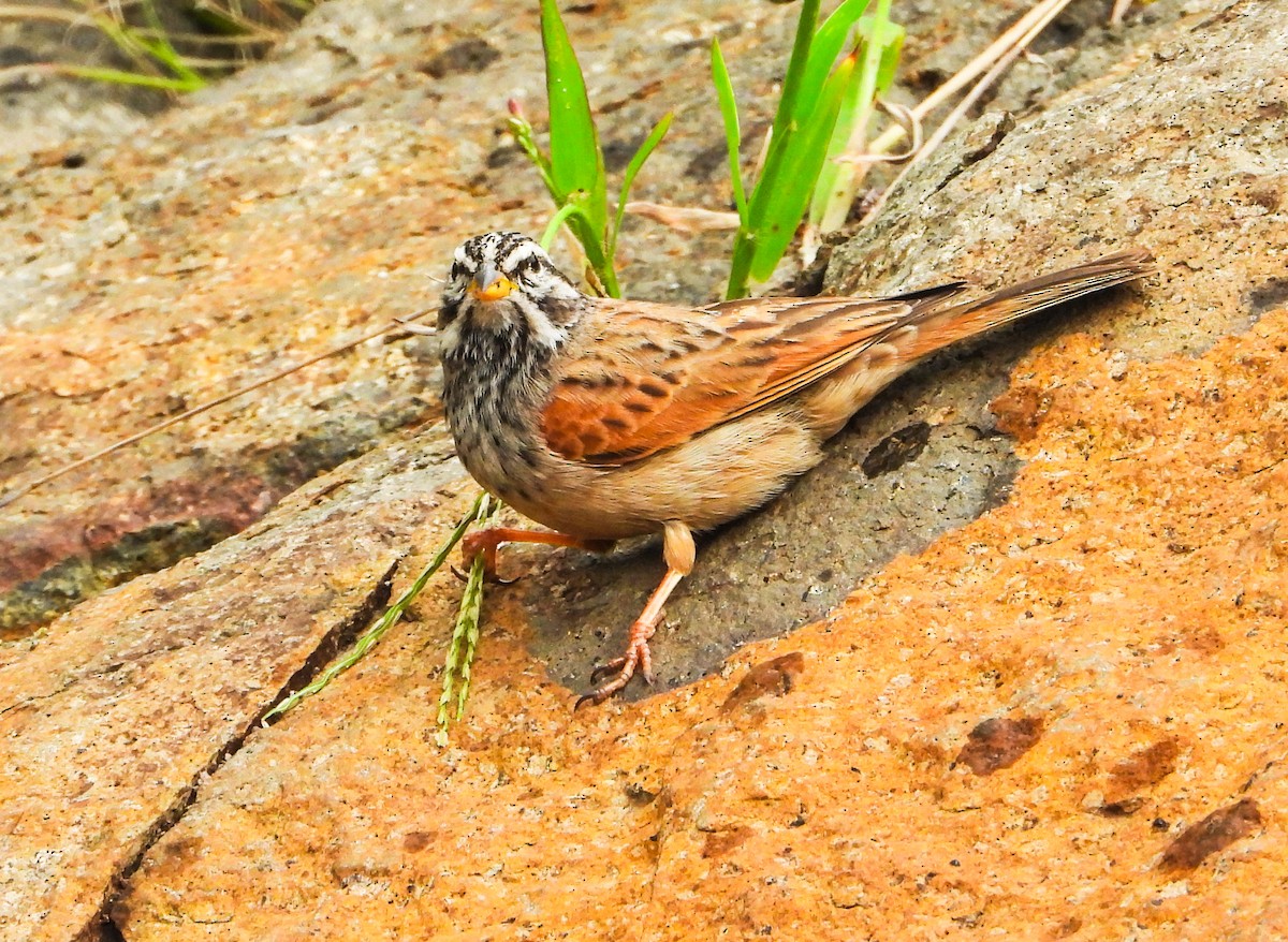 Striolated Bunting - ML622802993