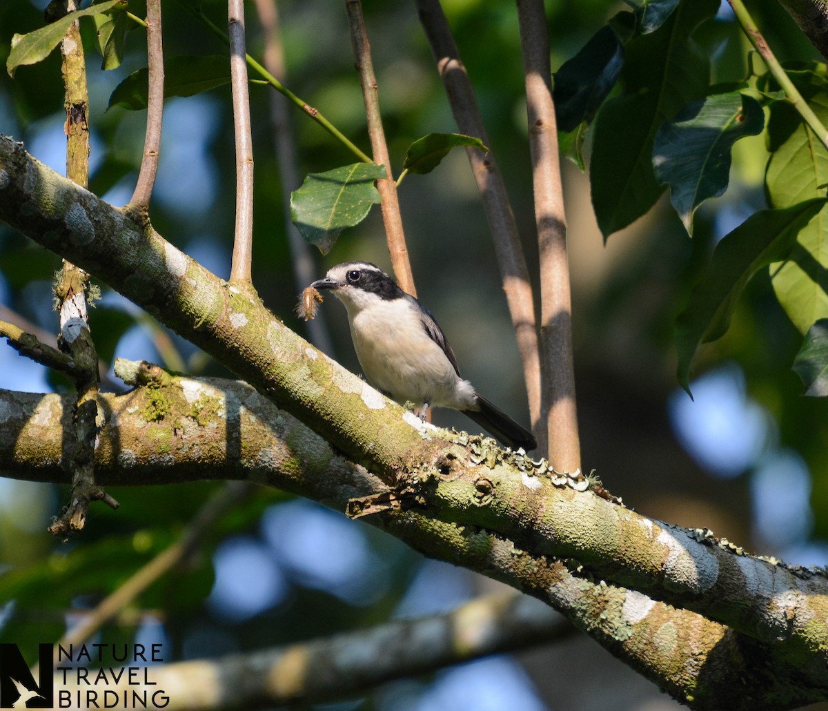 Gray-green Bushshrike - ML622802997