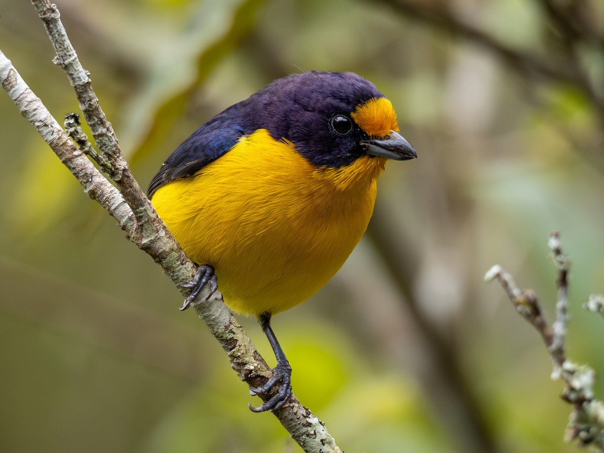 Violaceous Euphonia - ML622803001