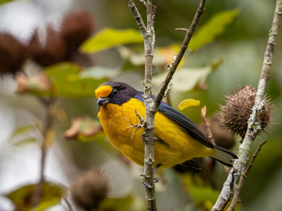 Violaceous Euphonia - ML622803002