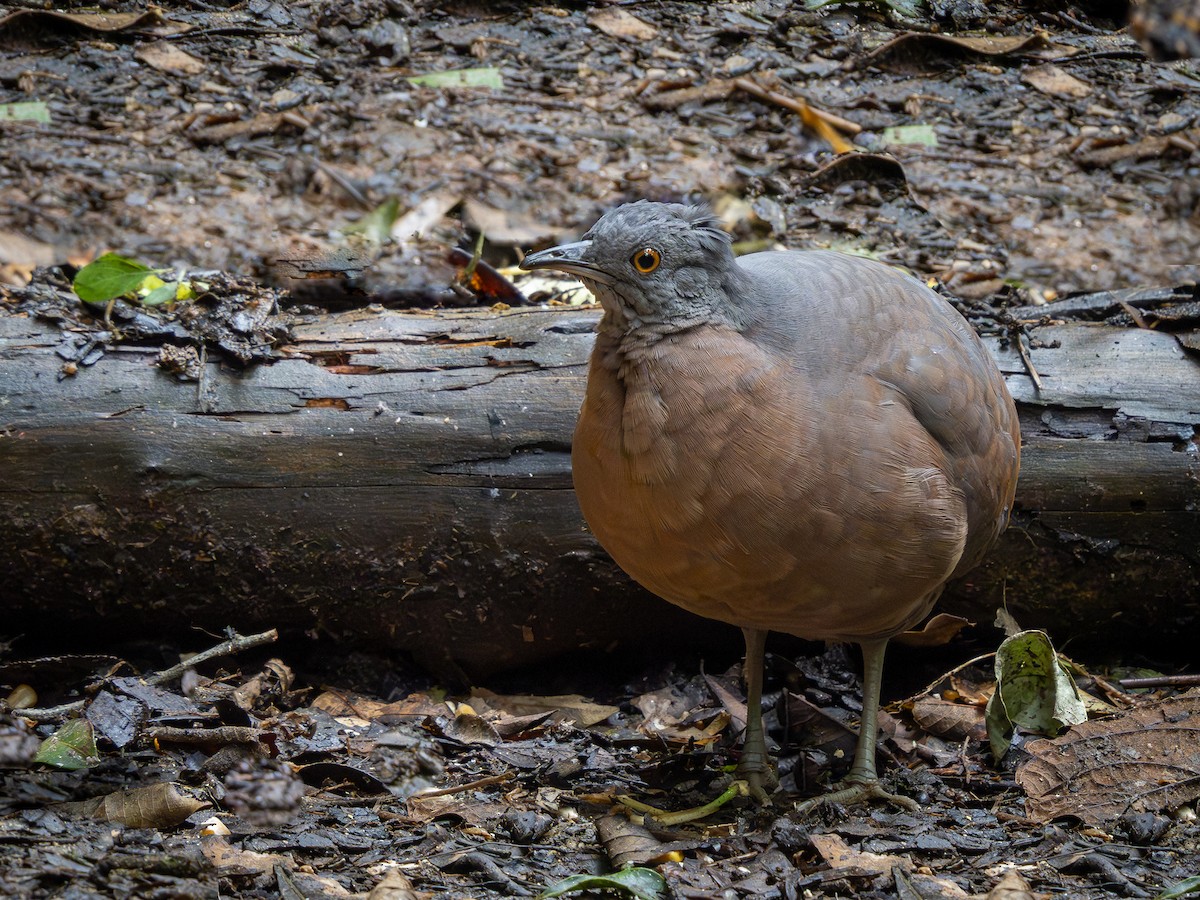 Brown Tinamou - Vitor Rolf Laubé