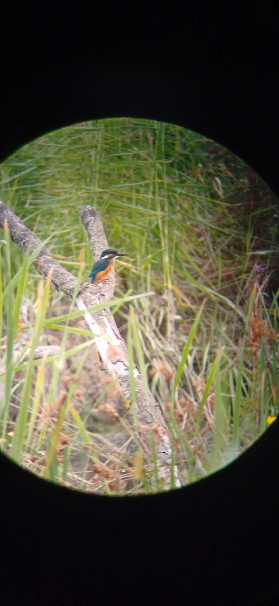 Common Kingfisher - Patrik Amazouz