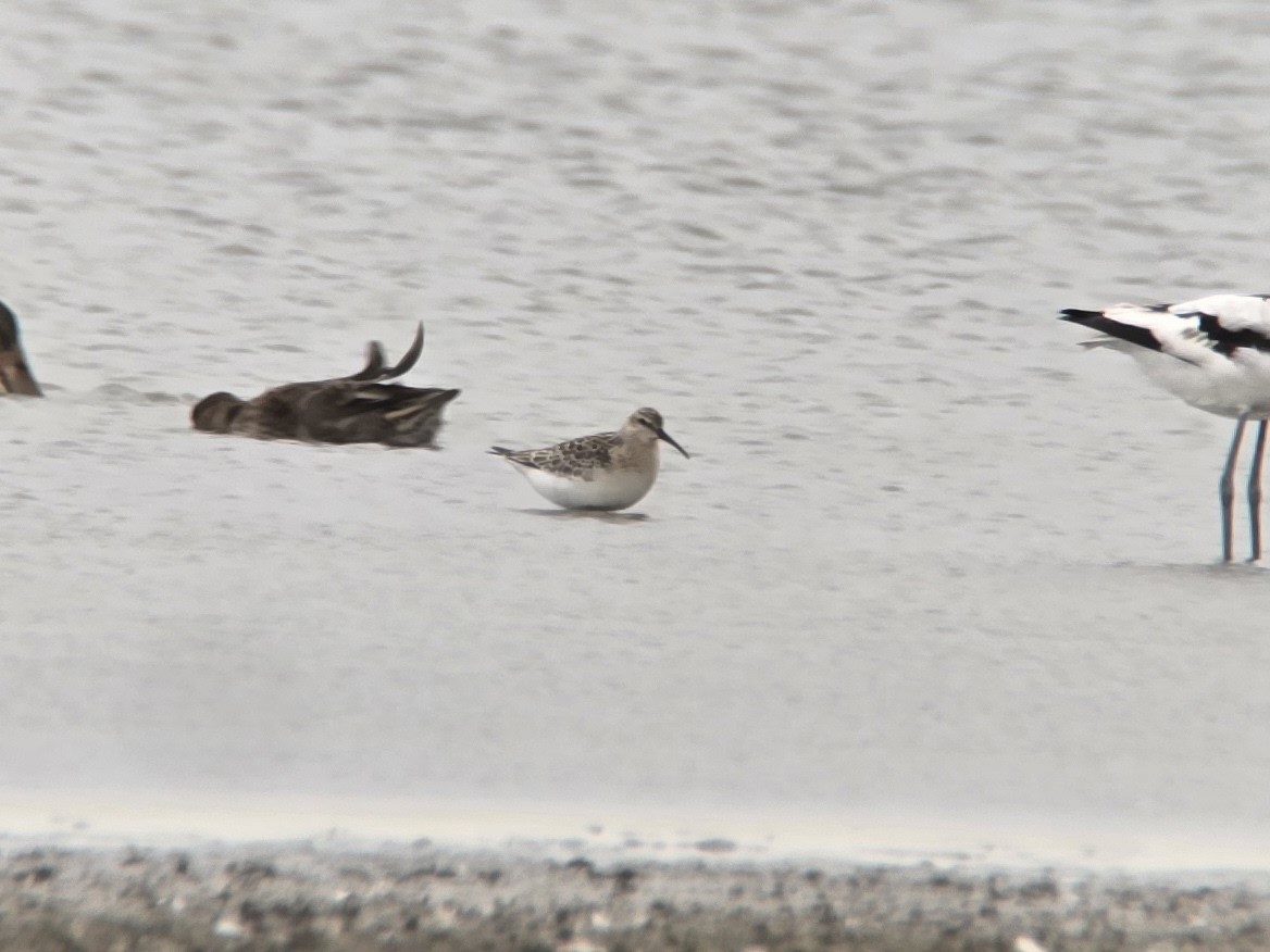 Curlew Sandpiper - Toby Carter