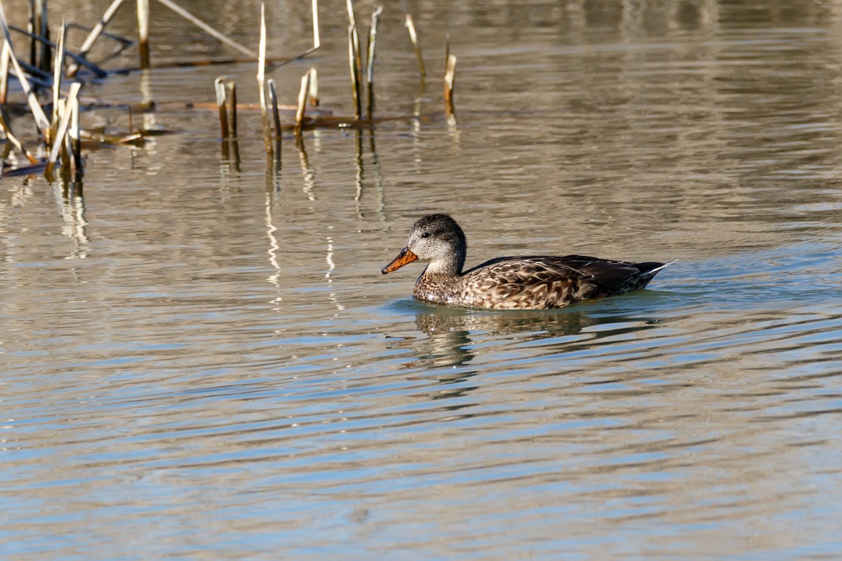 Canard chipeau - ML622803039