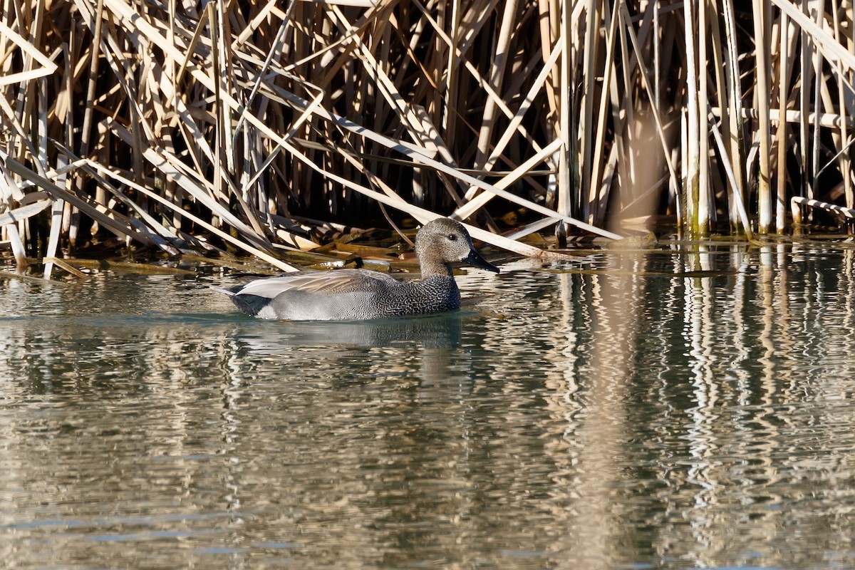 Canard chipeau - ML622803040