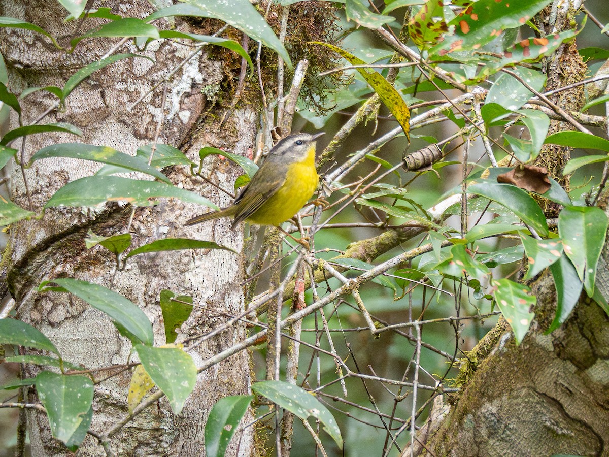 Golden-crowned Warbler - ML622803053