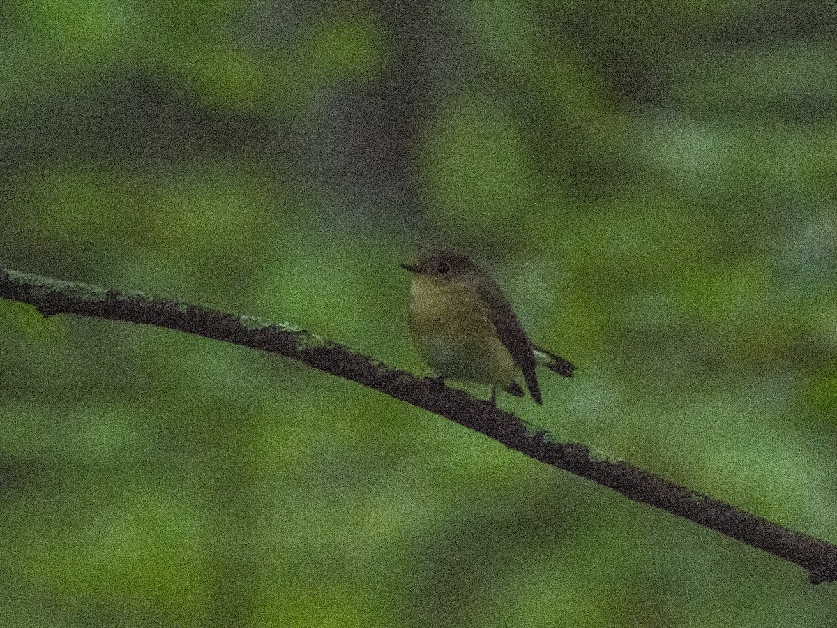 Red-breasted Flycatcher - ML622803068