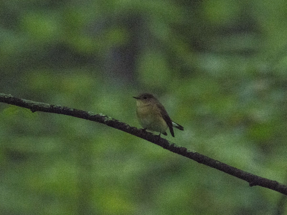 Red-breasted Flycatcher - ML622803071