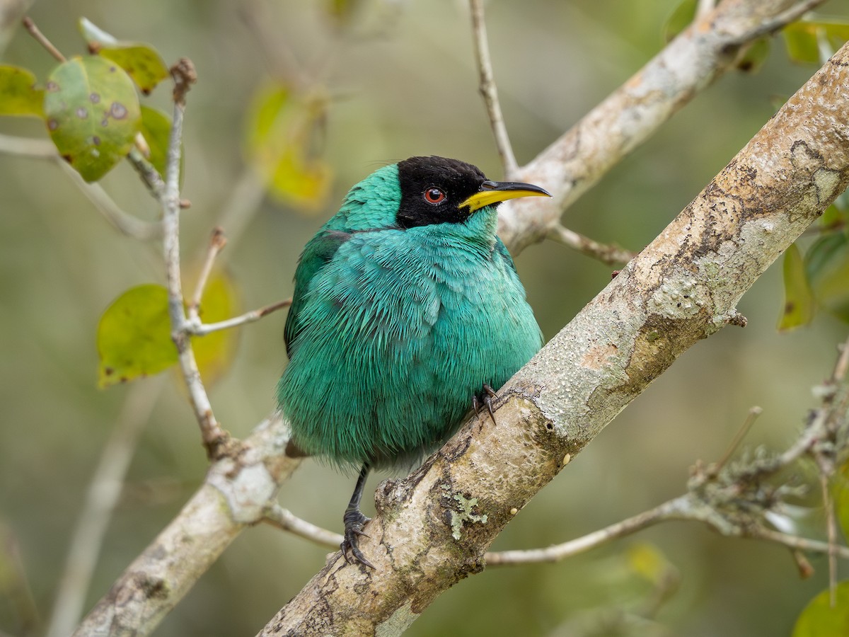 Green Honeycreeper - ML622803096