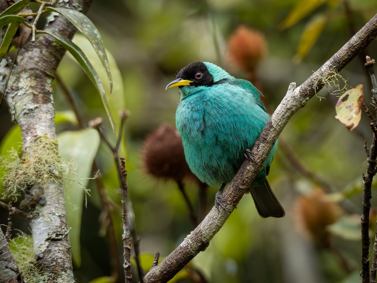 Green Honeycreeper - ML622803097