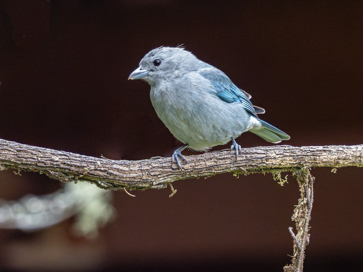 Sayaca Tanager - ML622803106