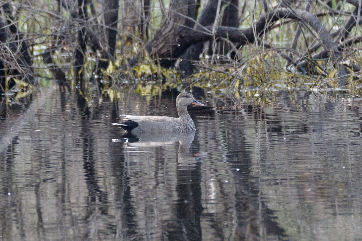 Gadwall - Delfin Gonzalez