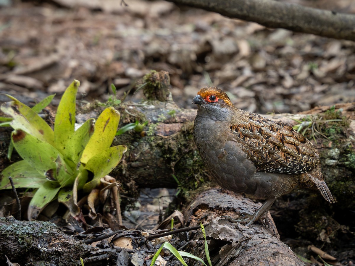 Spot-winged Wood-Quail - Vitor Rolf Laubé