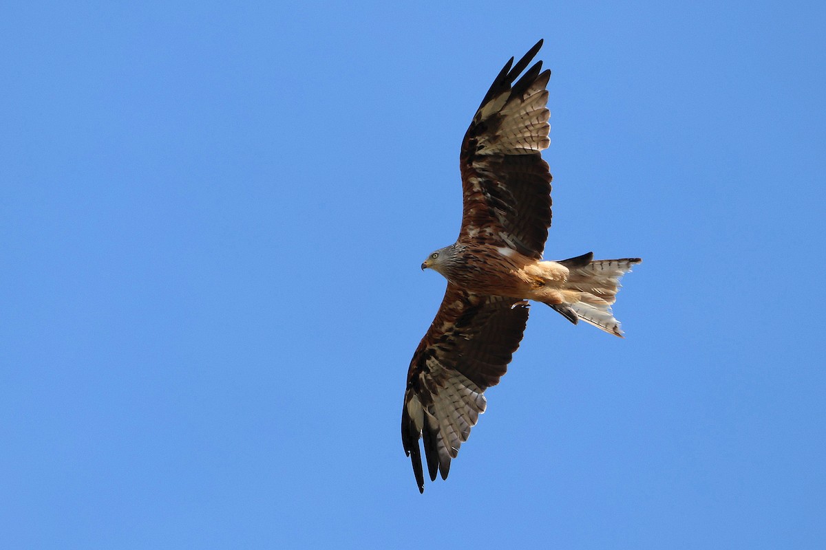 Red Kite - ML622803188