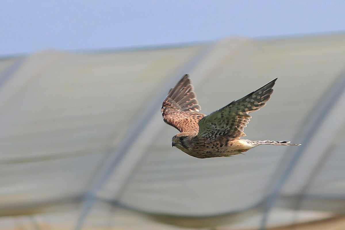 Eurasian Kestrel - ML622803195