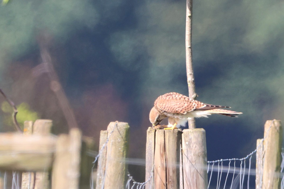 Eurasian Kestrel - ML622803196