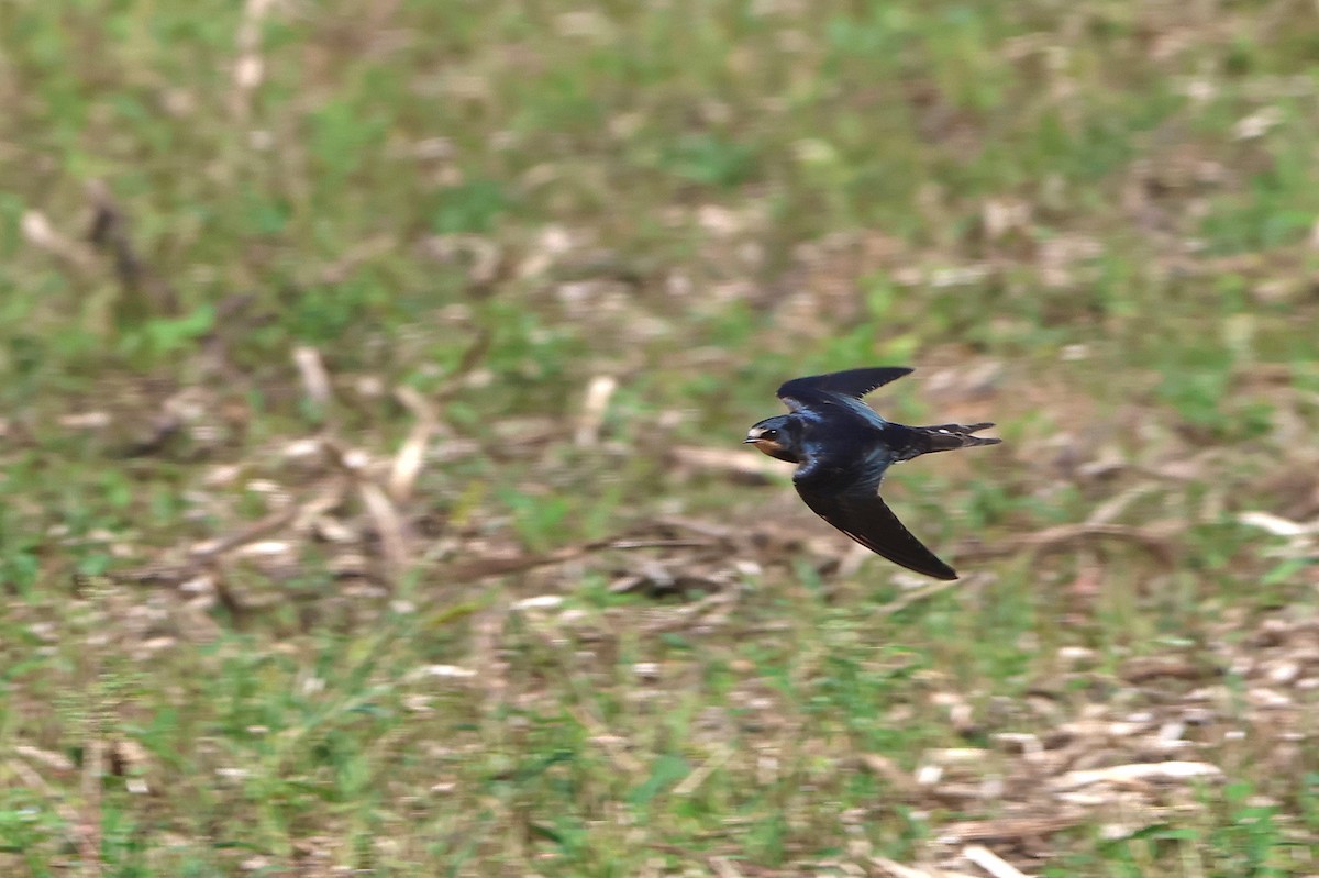 Barn Swallow - ML622803197