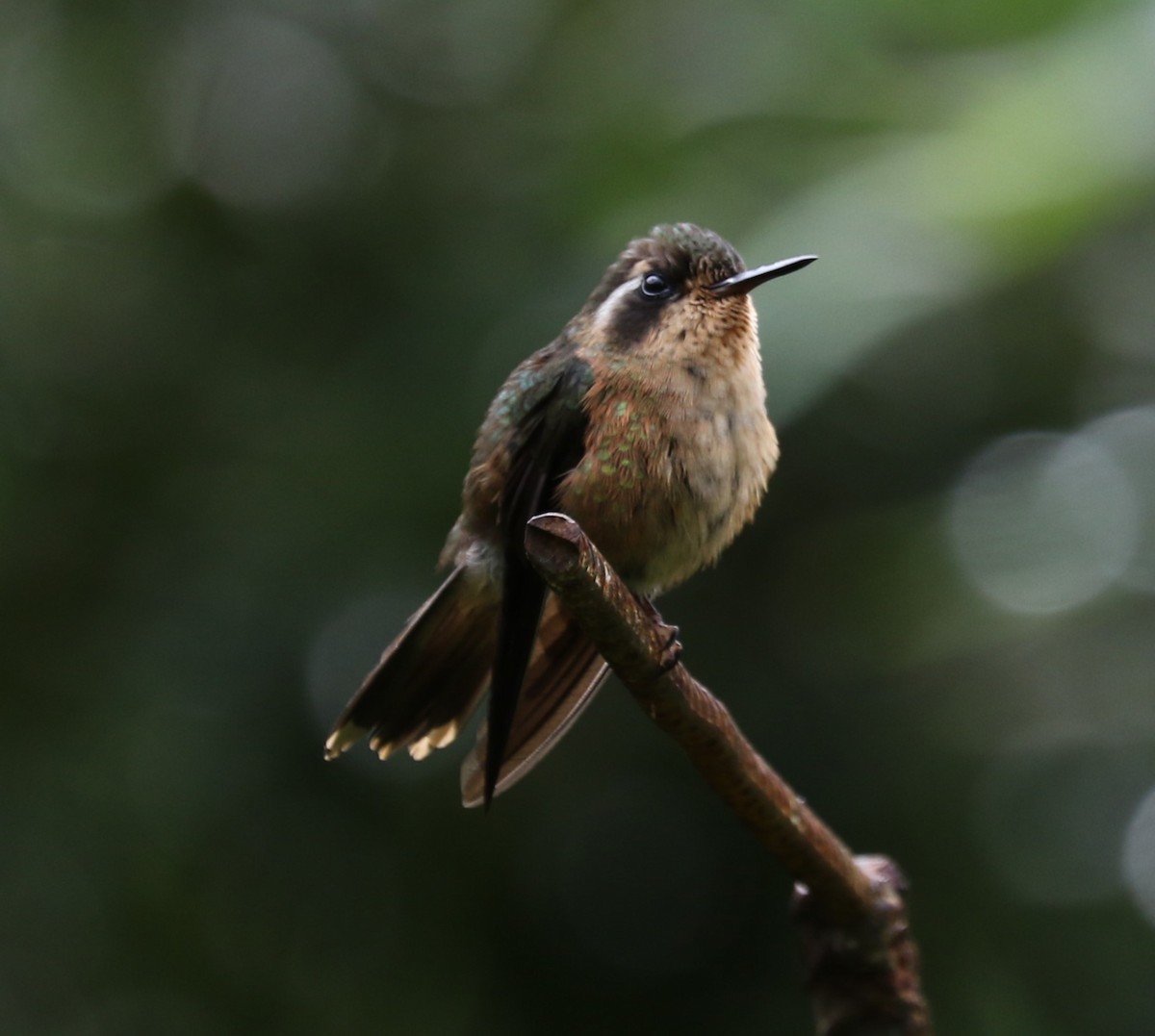 Speckled Hummingbird - ML622803200