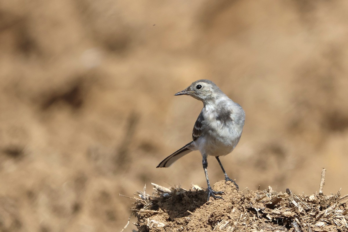 White Wagtail - Kai Wess