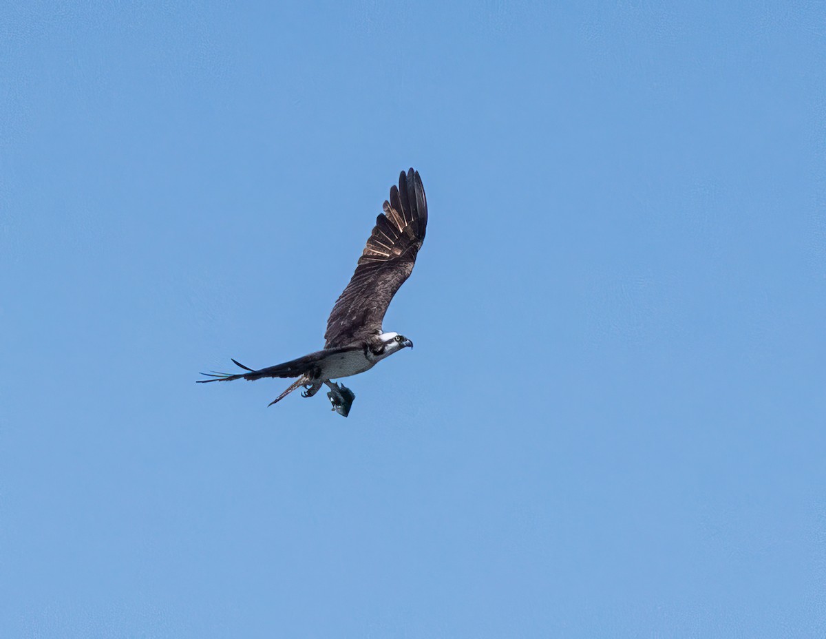 Osprey - Richard Jones