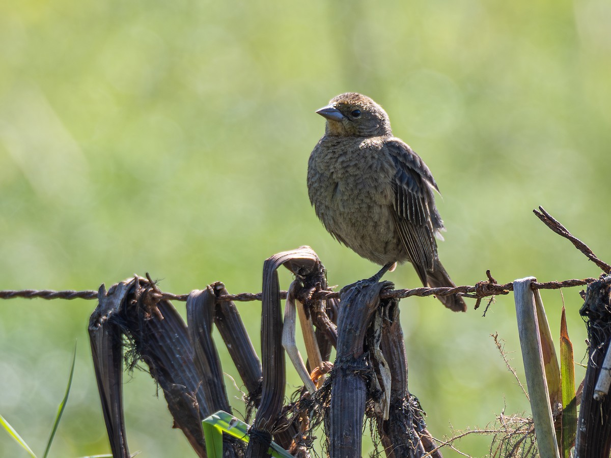 Chestnut-capped Blackbird - Vitor Rolf Laubé