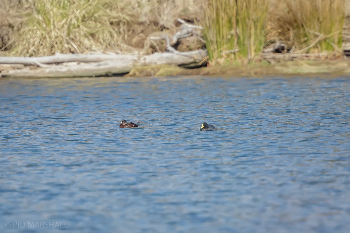 Red-gartered Coot - ML622803238