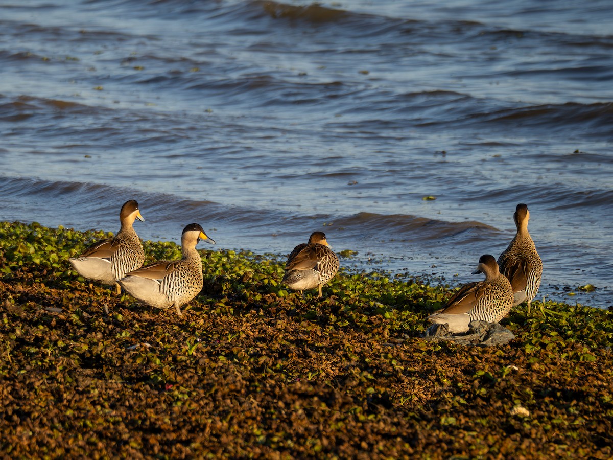 Silver Teal - Vitor Rolf Laubé