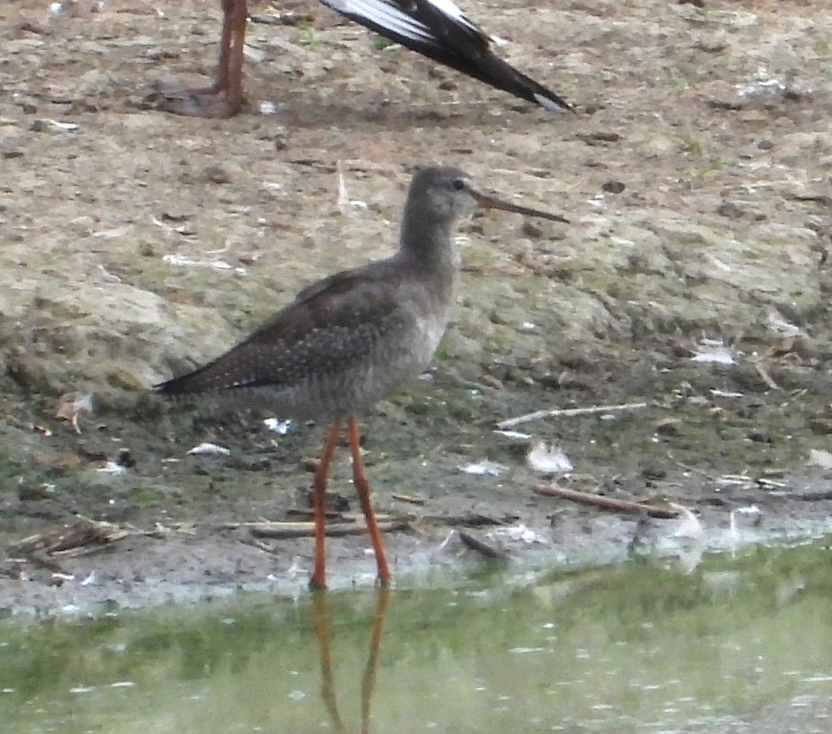 Spotted Redshank - Pavel Hastík