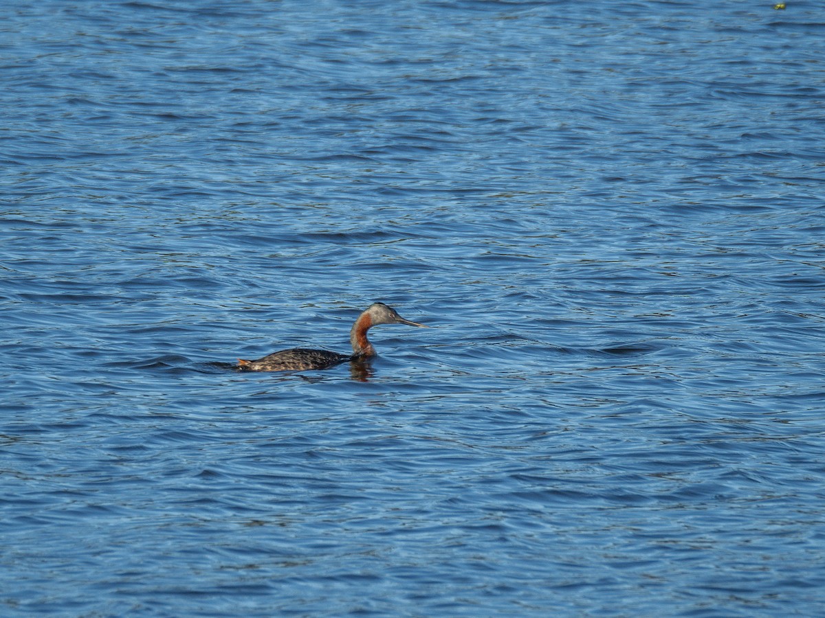 Great Grebe - Vitor Rolf Laubé