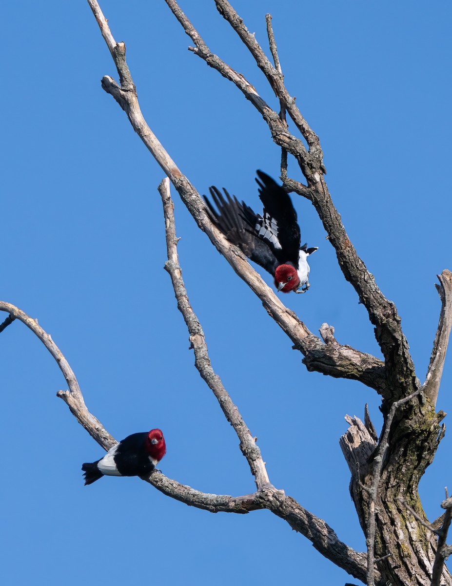 Red-headed Woodpecker - Richard Jones