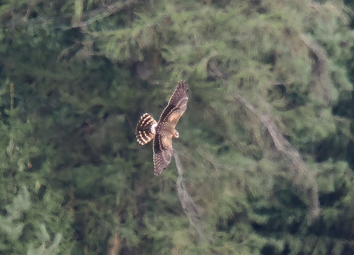 Montagu's Harrier - František Kopecký