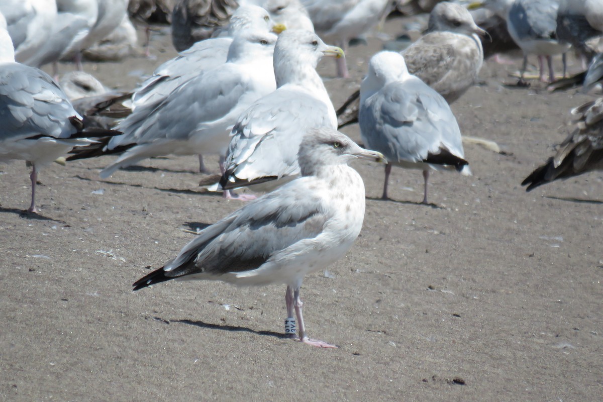 Herring Gull (American) - ML622803290