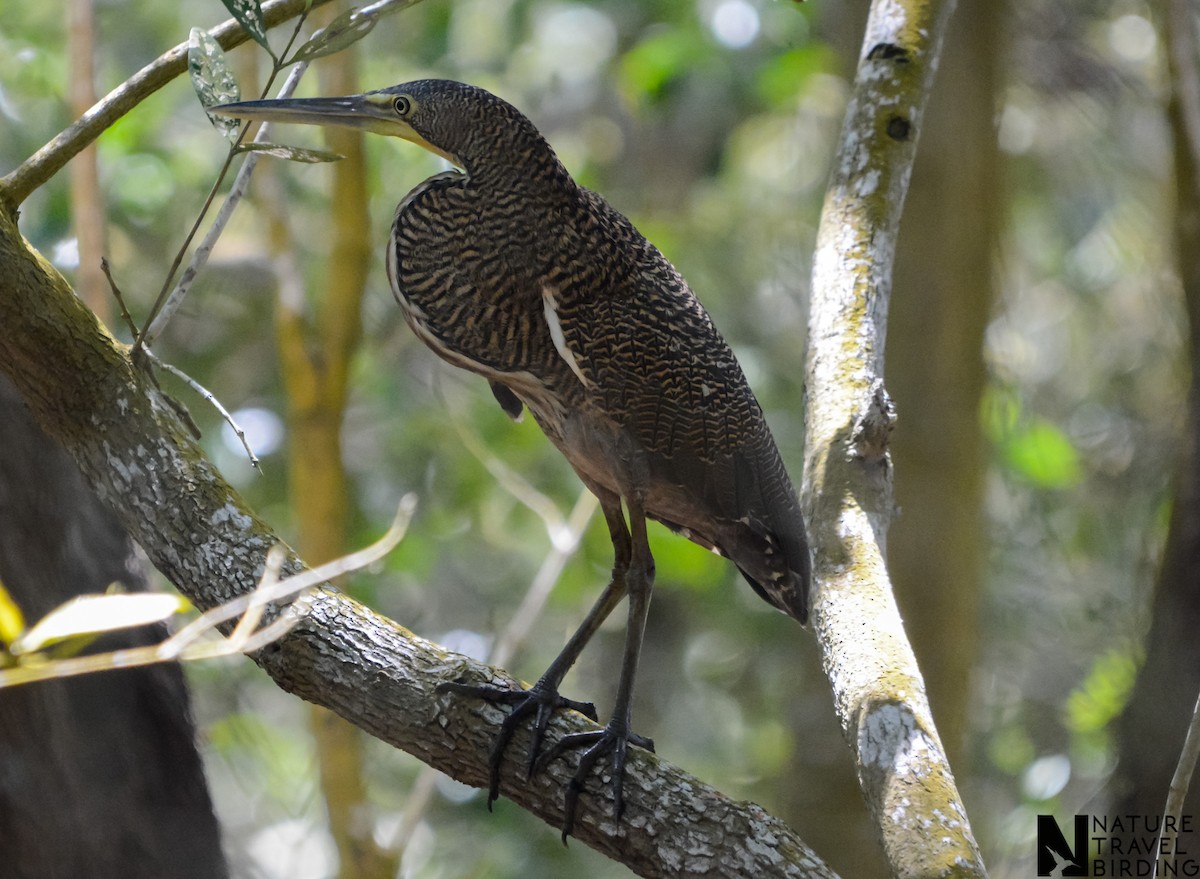 Bare-throated Tiger-Heron - Marc Cronje- Nature Travel Birding