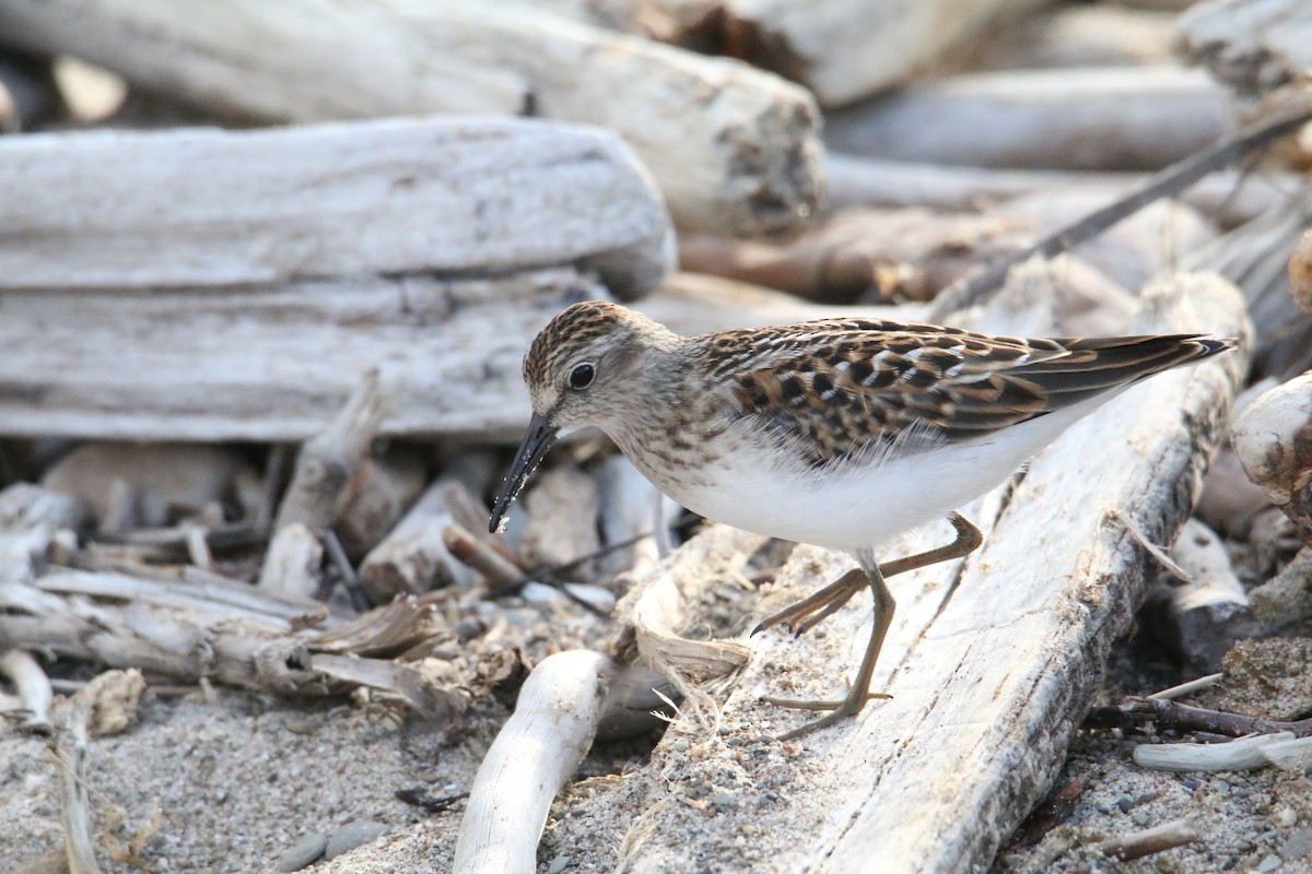 Least Sandpiper - Matt W